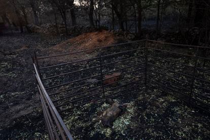 Una cabra muerta yacía el martes en el suelo después de un incendio forestal en una granja en San Martín de Tabara, en Zamora. 