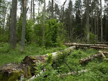 Zona del bosque de Bialowieza (Polonia) afectada por la tala de árboles.