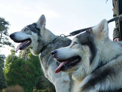 Thor y Odín interpretaron a los cachorros de lobo huargo Verano y Viento Gris.