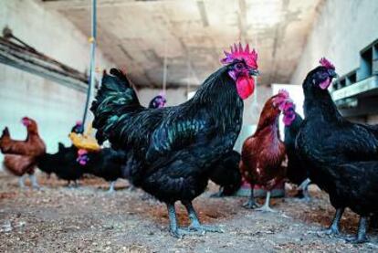 En su granja Cobardes y Gallinas, en Toledo, Ulzurrun cría en libertad razas autóctonas.