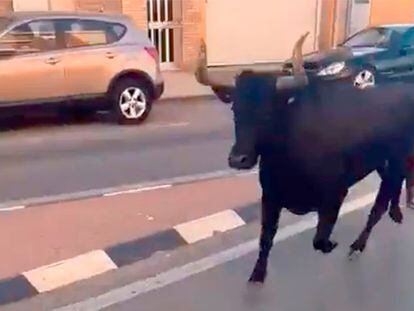 Vaquilla escapada de Tavernes cuando entró por las calles de Almàssera en una captura de nu vídeo de À Punt. @SERHOLGUIN
