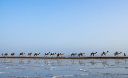 Caravana de camellos transportanso sal en la depresión de Danakil, al norte de Etiopía.