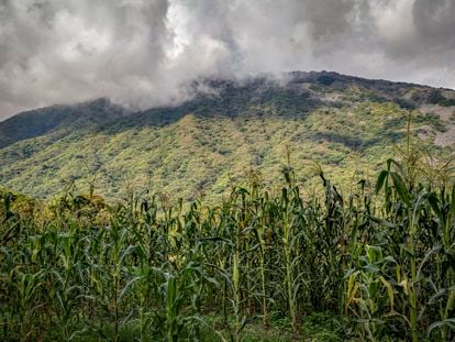 Terrenos de cultivo de maíz "Jala", el 13 de agosto de 2017, en la comunidad de Coapan (Nayarit).