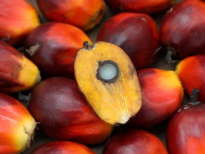 Una semilla de la palma de aceite, recogida en Malasia en enero.