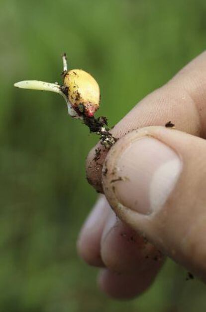 Semilla de maíz en la planta de Monsanto en Chesterfield (Missuri, EE UU).