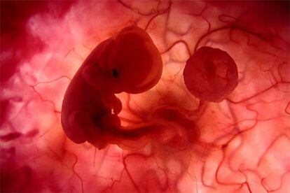 El feto ya tiene corazón, cerebro y espina dorsal.