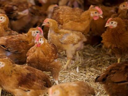 Gallinas en una explotación de un proveedor de Lidl.