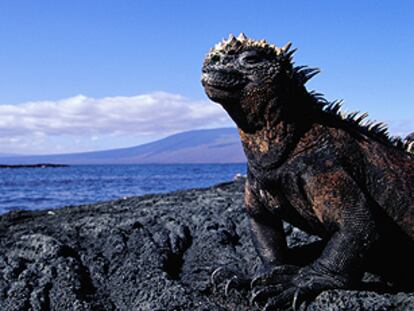 La iguana marina de las Galápagos es la única de su especie que entra en el mar (se alimenta de algas y puede bucear hasta 10 minutos).