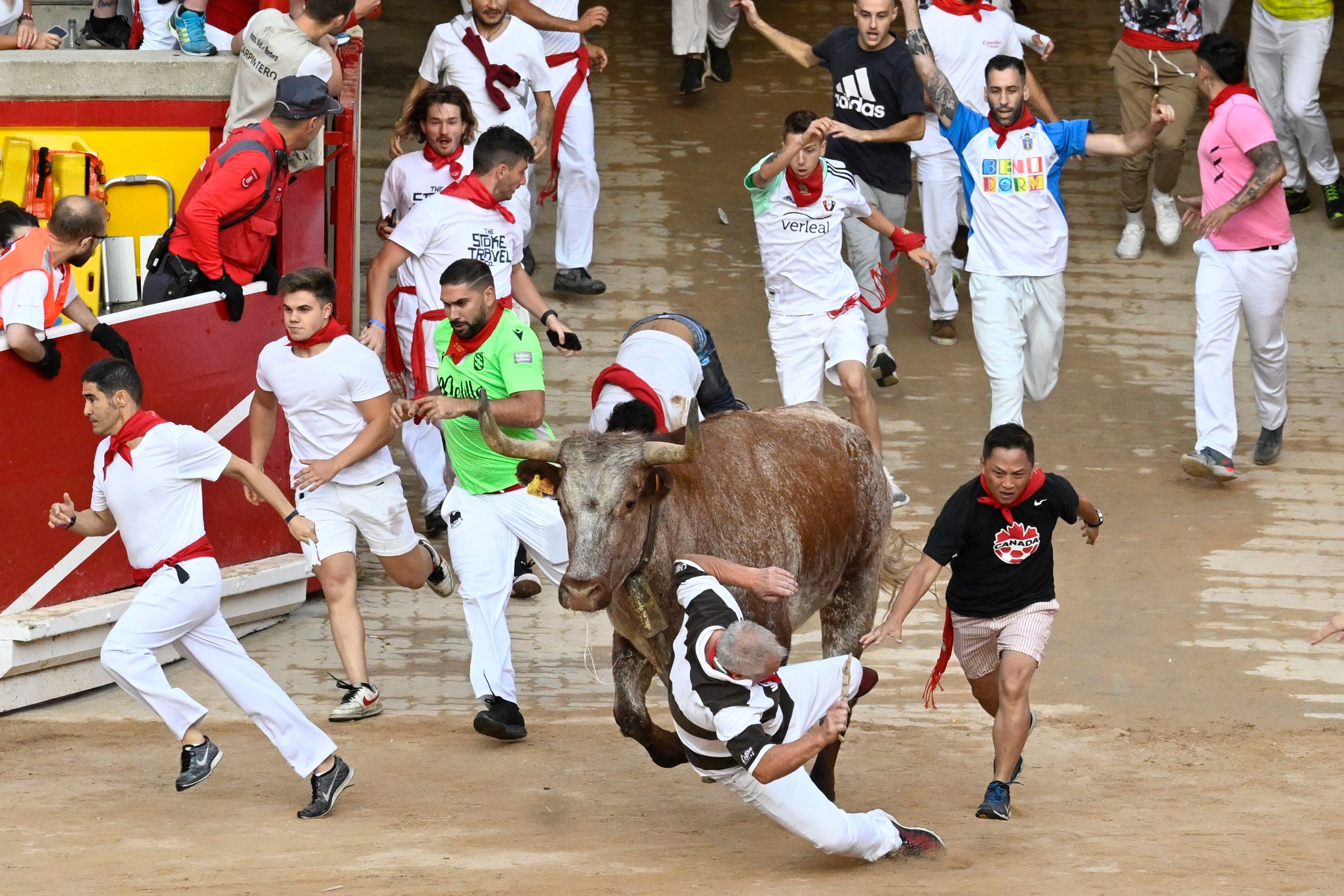 Uno de los cabestros golpea a un mozo a su llegada a la plaza de toros de Pamplona. 