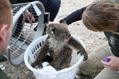 Koala rescatado en la isla Canguro durante los incendios el 15 de enero. es that swept through two weeks ago.