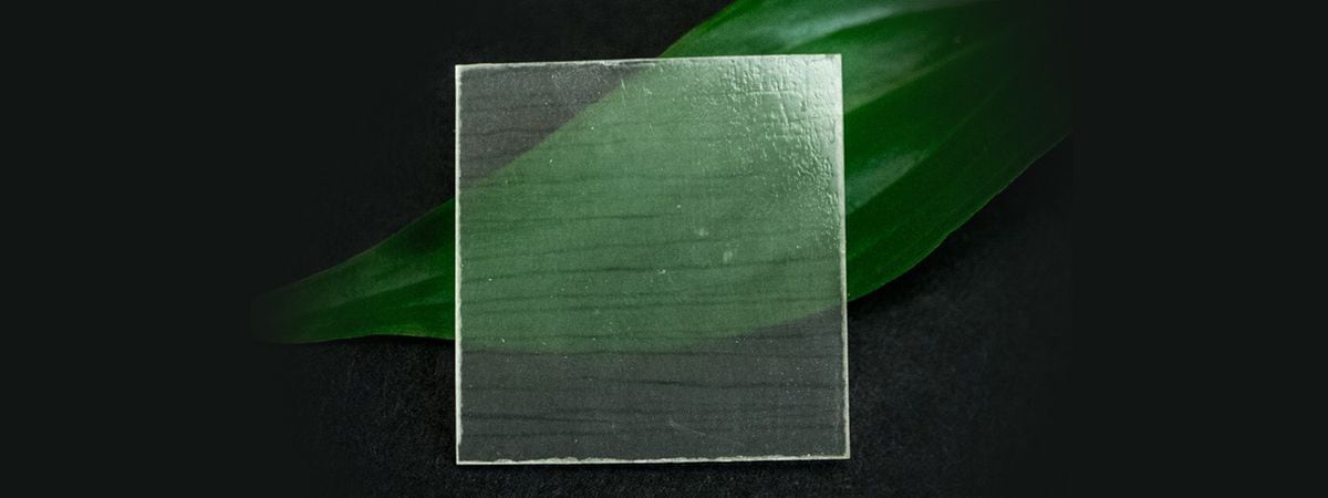 Scientists are developing transparent wood – but why?