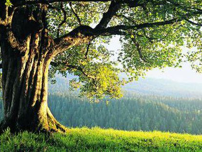 Arce real (acer platanoides), un árbol que se extiende desde Pirineos por Europa, el Cáucaso y Asia Menor.