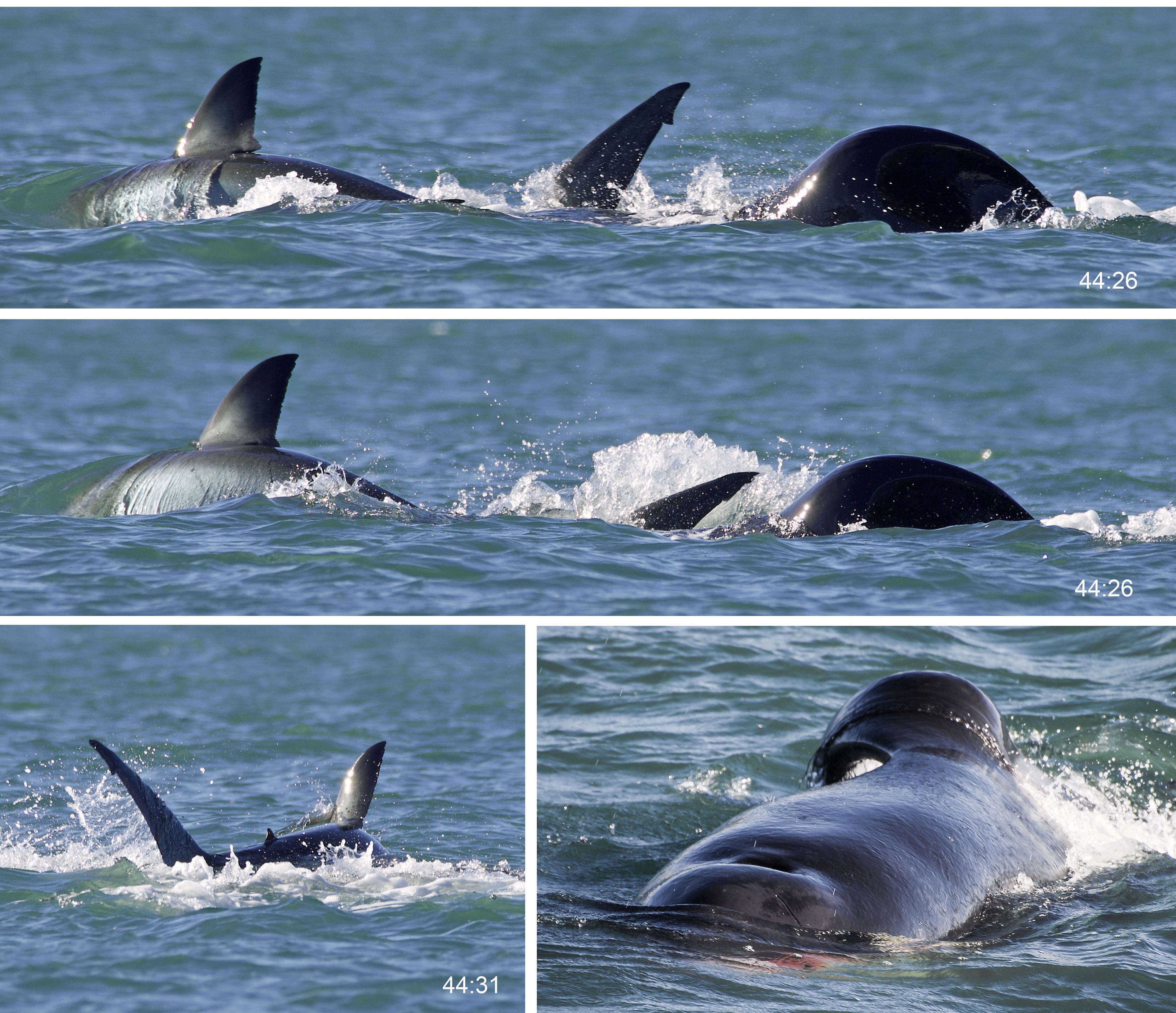 Secuencia fotográfica de una orca atacando individualmente a un tiburón blanco.