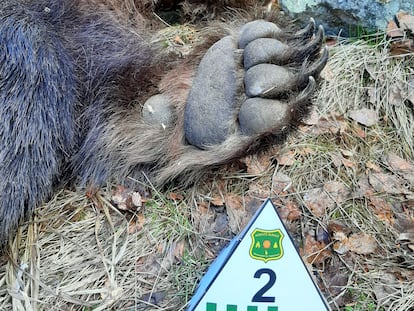 Cadáver del oso 'Cachou'.