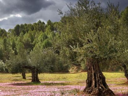 Detalle de un bosque de olivares.