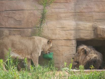 Lleons al Zoo de Barcelona el passat agost.