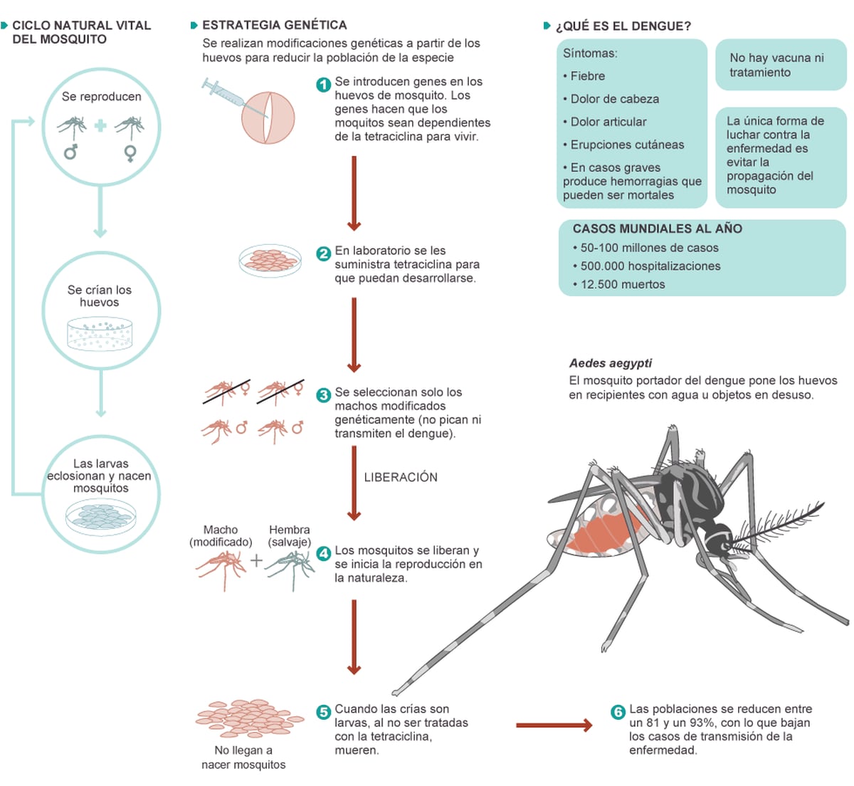 Mosquitos Transgénicos Contra El Dengue Sociedad El PaÍs 5473