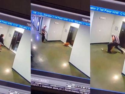 En vídeo, el rescate del perro.