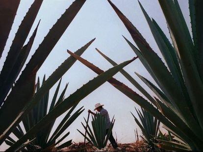 Plantación de maguey en Oaxaca (México)