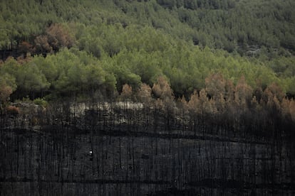 Límite de la zona forestal calcinada.