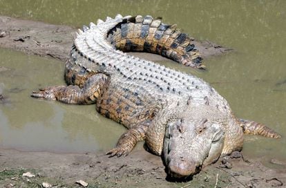 Un ejemplar adulto de cocodrilo de agua salada.