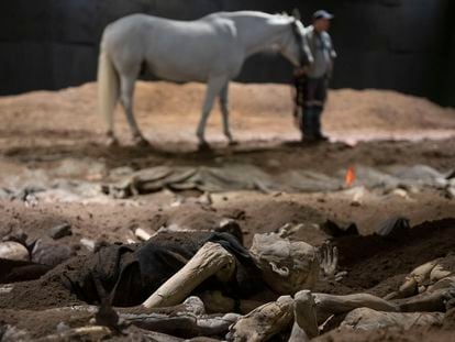Un caballo recorre la superficie de una fosa común, durante uno de los ensayos de 'Resurección', en el Teatro Colón de Buenos Aires.