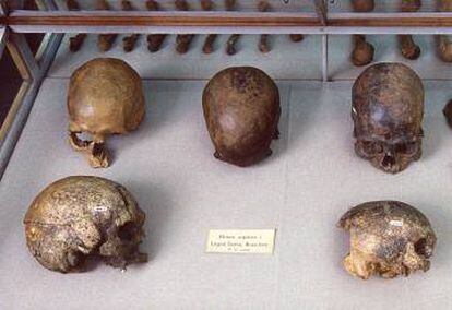 Restos humanos de la cueva de Sumidouro, localizados por el naturalista danés Peter. Lund en el siglo XIX.