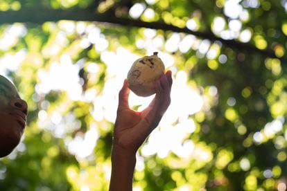 Sebastián González aprendió a cultivar cacao y a labrar la tierra gracias a su abuelo. “Me gustaría hacer una buena limpieza y plantar cacao rodeado de frutales”, admite González. En la imagen, posa con una mazorca de cacao en la finca familiar, en Pueblo Nuevo, Nariño (Colombia). 