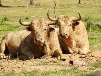 Dos ejemplares de la ganadería de Prieto de la Cal.