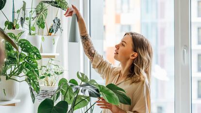 Cactus, pothos, lilies and other varieties that are very easy to water.  GETTY IMAGES.