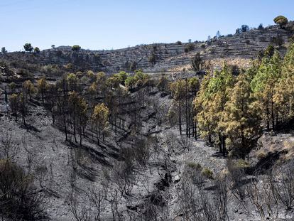 Bosque en Colera (Girona) después del incendio de inicios de agosto.