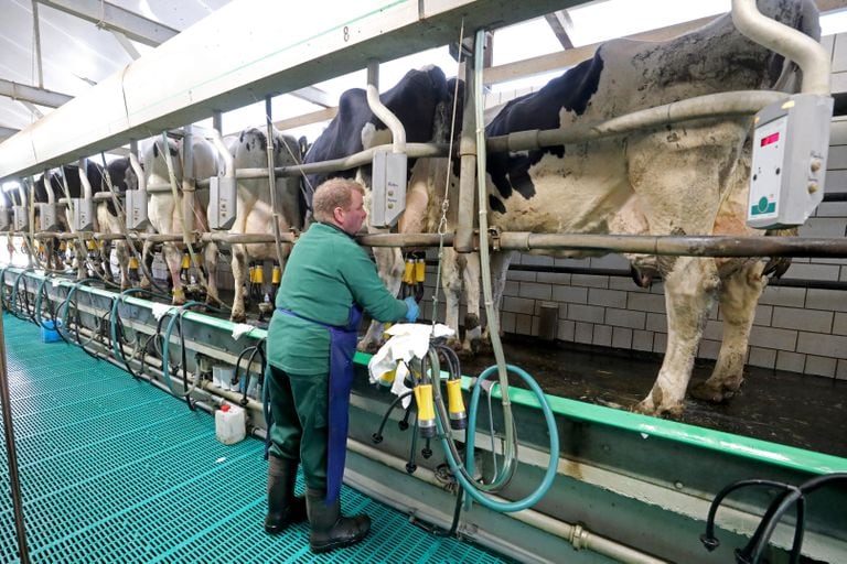 Un ganadero alemán ordeña las vacas de su granja.