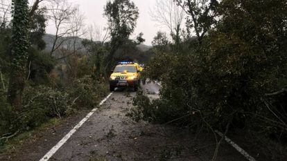 Un arbre caigut en una carretera a la zona afectada.