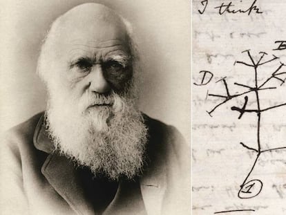 Charles Darwin y un detalle de su 