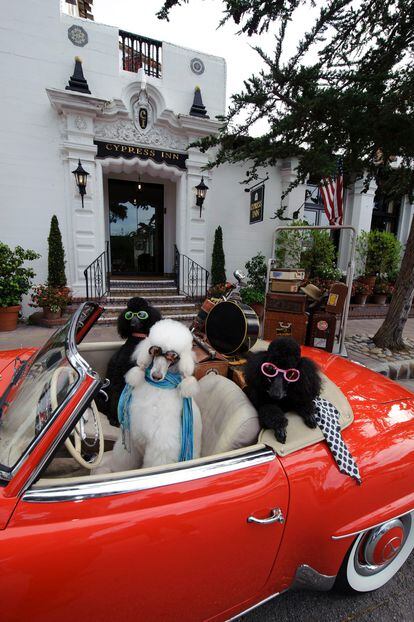 Un grupo de perros a las puertas del hotel Cypress Inn, en la localidad californiana de Carmel-by-the-sea.