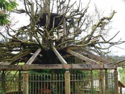 Estado del árbol en Pontedeume