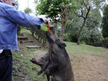 Un vecino alimenta el pasado jueves a un jabal&iacute; hembra en Oviedo.