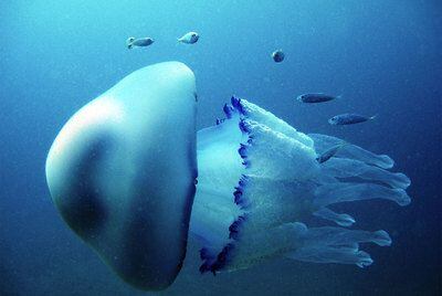 Ejemplar de la medusa<i> Rhizosotma pulmo,</i> frecuente en las costas catalanas.