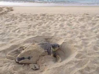La tortuga, aquest dimecres a la platja de Premià.