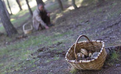 Un recolector de setas recoge ayer un ejemplar de macrolepiota en un bosque de La Pedriza.