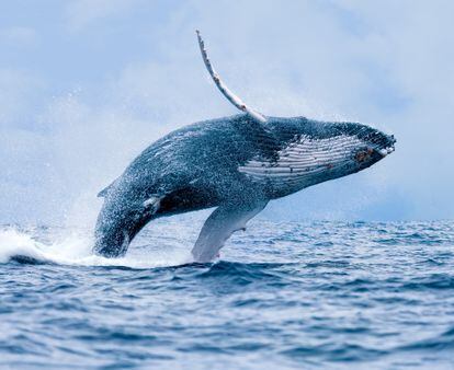 Humpback whale (Megaptera novaeangliae) in Puerto López, Ecuador.  Source: Shutterstock.