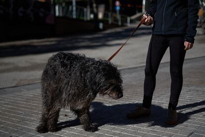 Un perro hace sus necesidades en la calle. Barcelona.