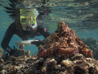 Sy Montgomery se comunica con un pulpo en el Pacífico.