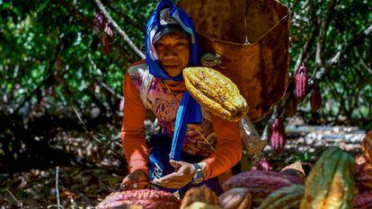 William Rodríguez lanza una fruta de cacao en una plantación de cacao en Guerima, Colombia, el 2 de diciembre de 2022.