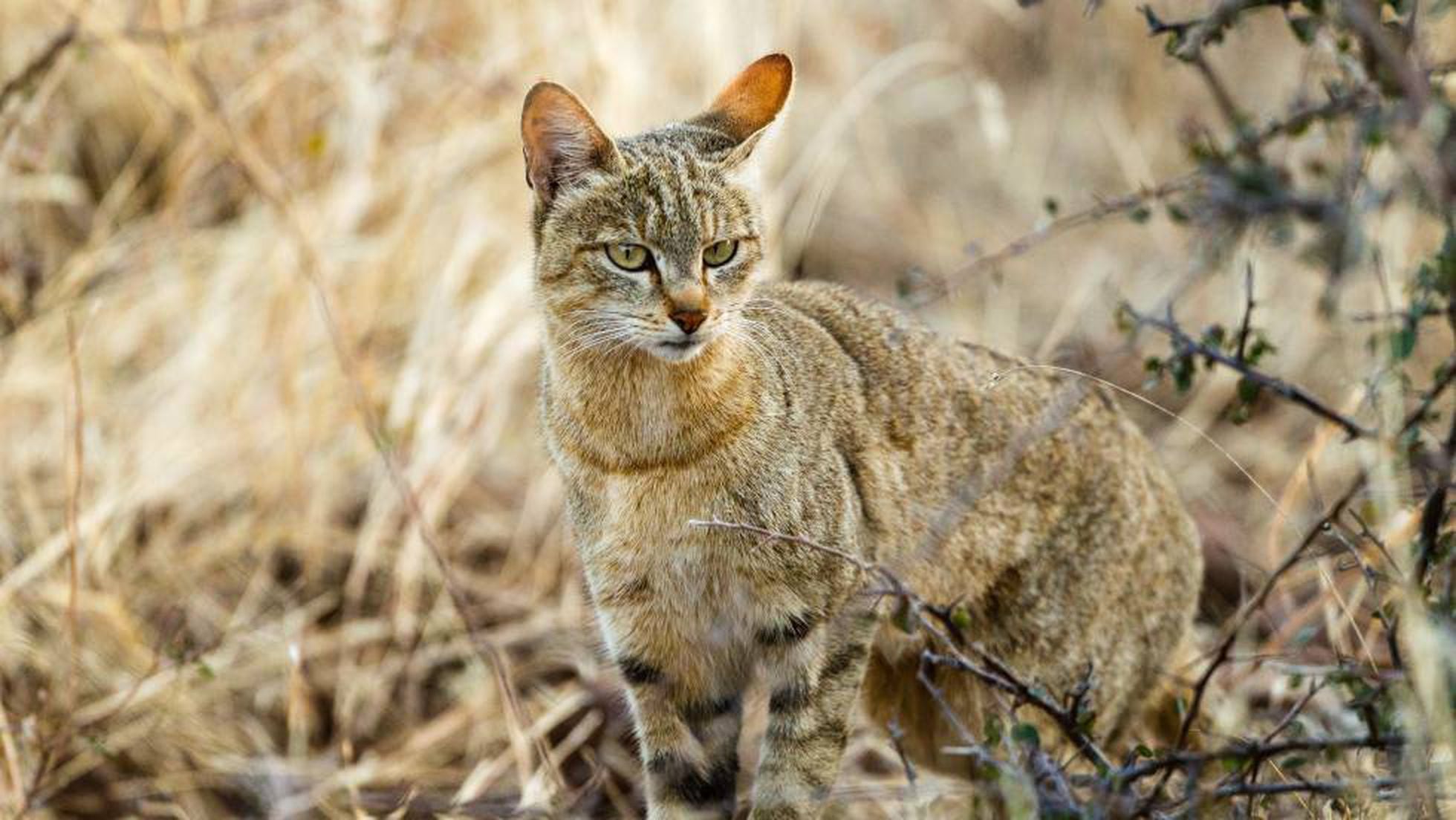 Gatos: Tu gato desciende del gato salvaje africano | Ciencia | EL PAÍS