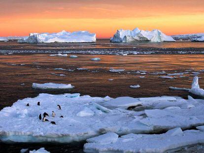 Pingüinos en la Antártida.