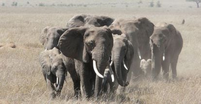 Elefantes en el parque de Serengeti, en Tanzania.