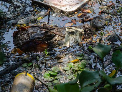 Un caimán nada en un canal lleno de desechos plásticos en Río de Janeiro, Brasil.