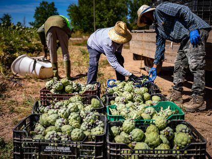 Agricultores en una explotación de la provincia de Barcelona, en mayo.