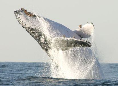 Una ballena jorobada salta en la costa sur de Sud&aacute;frica.